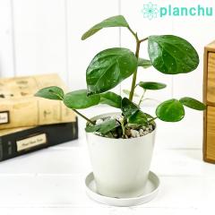 PLANCHU �ϗt�A�� �t�B�J�X �f���g�C�f�A 3.5���� �󂯎M�t�� ��ĕ��������t�� Ficus deltoidea �R�o���{�_�C�W�� �������� �S���m�L 