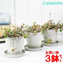 �ϗt�A�� ���C���[�v�����c �X�|�b�g���C�g 3.5���� 3���Z�b�g �󂯎M�t�� ��ĕ��������t�� Muehlenbeckia �~���[�����x�b�L�A ������
