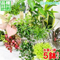 �ϗt�A�� �������~�j�ϗt 5��Z�b�g �i�킨�܂��� 3.5���� �󂯎M�t�� ��ĕ��������t��