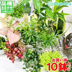 �ϗt�A�� �������~�j�ϗt 10��Z�b�g �i�킨�܂��� 3.5���� �󂯎M�t�� ��ĕ��������t��