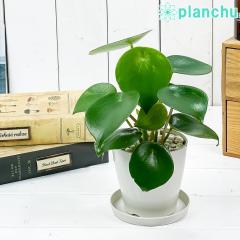 PLANCHU �ϗt�A�� �y�y���~�A �W�F�C�h 3.5���� �󂯎M�t�� ��ĕ��������t�� Peperomia obtusifolia �eJade�f