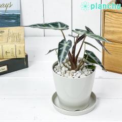 PLANCHU �ϗt�A�� �A���J�V�A �o���r�[�m �A���[ 3.5���� �󂯎M�t�� ��ĕ��������t�� Alocasia �eBambino Arrow�f �A���C�h