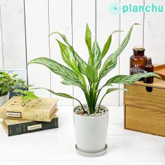 PLANCHU �ϗt�A�� �A�O���I�l�} �V���o�[�N�C�[�� 4���� �󂯎M�t�� ��ĕ��������t�� Aglaonema �eSilver Queen�f �K���������^�C�̕��