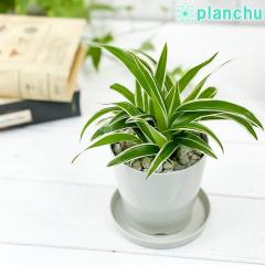 PLANCHU ϗtA NtBc VId 3.5 󂯎Mt ĕt Chlorophytum bichetii NtB^