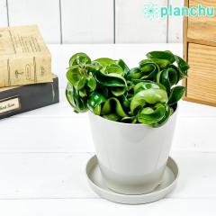 PLANCHU ϗtA z Jm[T RpN^ 3.5 󂯎Mt ĕt Hoya carnosa eCompactaf KKC TN 