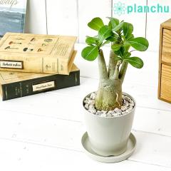 PLANCHU �ϗt�A�� �A�f�j�E�� 3.5���� �󂯎M�t�� ��ĕ��������t�� Adenium �R�[�f�b�N�X �򍪐A�� �����A��