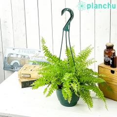 PLANCHU ϗtA ltsX cf[ 5݂蔫 ĕt Nephrolepis exaltata eTeddy Juniorf V_  {Xgt@[ {