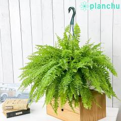 PLANCHU ϗtA ltsX cf[ 7݂蔫 ĕt Nephrolepis exaltata eTeddy Juniorf V_  {Xgt@[ {