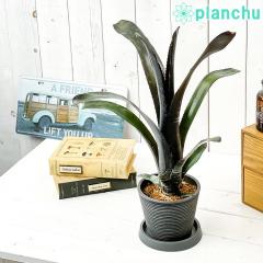 PLANCHU ϗtA rxMA _[XxC_[ 4 󂯎Mt ĕt Billbergia eDarth Vaderf uA