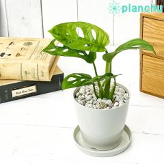 PLANCHU ϗtA }hJY Xe t[hqX^[[ 3.5 󂯎Mt ĕt Monstera friedrichsthalii