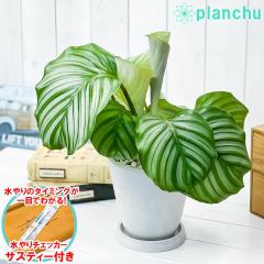 PLANCHU �ϗt�A�� �J���e�A �I���r�t�H���A 5�������� �z���C�g �T�X�e�B�[�t�� �󂯎M�t�� ��ĕ��������t�� Calathea orbifolia