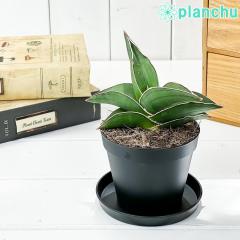 PLANCHU �ϗt�A�� �T���Z�x���A �T�����C �h���[�t 3���� �󂯎M�t�� ��ĕ��������t�� Sansevieria ehrenbergii �eSamurai Dwarf�f �T��