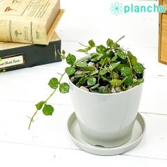 PLANCHU �ϗt�A�� �z�� �J�[�e�B�V�[ 3.5���� �󂯎M�t�� ��ĕ��������t�� Hoya curtisii �K�K�C�� �T�N������ ����