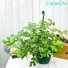 PLANCHU ϗtA qXe 7݂蔫 ĕt Rhaphidophora tetrasperma tBhtH egXy} Xe