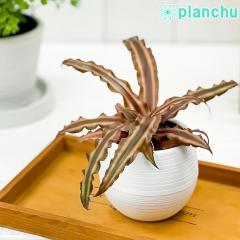 PLANCHU ϗtA Nv^TX \C 3۔ 󂯎Mt ĕt Cryptanthus bivittatus eSoleilf rEBb^[gD
