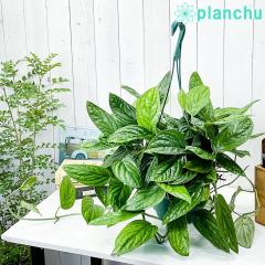 PLANCHU ϗtA Xe WFChVgRbN 7݂蔫 ĕt Monstera karsteniana `Jade Shuttlecockf