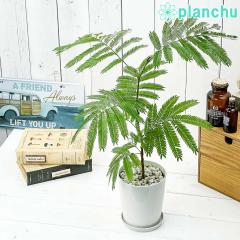 PLANCHU �ϗt�A�� �G�o�[�t���b�V�� 4���� �󂯎M�t�� ��ĕ��������t�� Cojoba arborea var. angustifolia �l���m�L