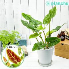 PLANCHU ϗtA tBfh NG^ 6 󂯎Mt ĕt Philodendron cruentum TunX^[^ ACh