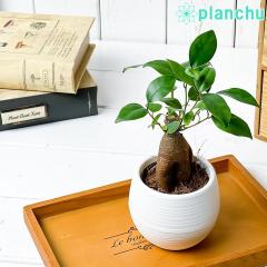PLANCHU ϗtA KW} 3۔ 󂯎Mt ĕt Ficus microcarpa tBJX ~NJp