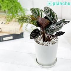 PLANCHU �ϗt�A�� �J���e�A �T���f���A�[�i 4���� �󂯎M�t�� ��ĕ��������t�� Calathea ornata �eSabderiana�f