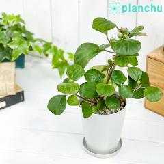 PLANCHU ϗtA tBJX fgCfA 4 󂯎Mt ĕt Ficus deltoidea Ro{_CW  SmL S