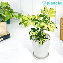 PLANCHU �ϗt�A�� �V�F�t���� �A���{���R�� �g���l�b�e�B 4���� �󂯎M�t�� ��ĕ��������t�� Schefflera arboricola �eTrinette�f �z��