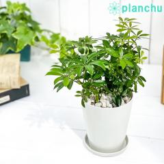 PLANCHU �ϗt�A�� �V�F�t���� �A���{���R�� �R���p�N�^ 4���� �󂯎M�t�� ��ĕ��������t�� Schefflera arboricola �eCompacta�f �z���R