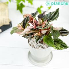 PLANCHU �ϗt�A�� �y�y���~�A �j���[�s���N���f�B 3.5���� �󂯎M�t�� ��ĕ��������t�� Peperomia caperata �eNew Pink Lady�f