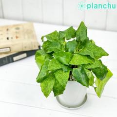 PLANCHU �ϗt�A�� �J���e�A ���T�C�J 4���� �󂯎M�t�� ��ĕ��������t�� Calathea musaica ���U�C�N