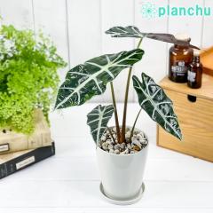 PLANCHU ϗtA AJVA A}]jJ |[ 4 󂯎Mt ĕt Alocasia ~ amazonica ePollyf ACh