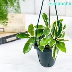 PLANCHU ϗtA z Jm[T oGK[^ 4݂蔫 ĕt Hoya carnosa eVariegataf KKC TN 