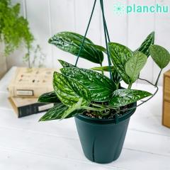 PLANCHU ϗtA Xe WFChVgRbN 6݂蔫 ĕt Monstera karsteniana `Jade Shuttlecockf ACh