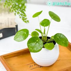 PLANCHU �ϗt�A�� �s���A �y�y���~�I�C�f�X 3���۔� �󂯎M�t�� ��ĕ��������t�� Pilea peperomioides �p���P�[�L�v�����c
