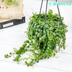 PLANCHU �ϗt�A�� �y�y���~�A �^�[�g�� 4���݂蔫 ��ĕ��������t�� Peperomia prostrata �v���X�g���[�^