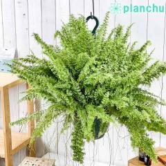 PLANCHU �ϗt�A�� �l�t�����s�X �O���[���t�@���^�W�[ 7���݂蔫 ��ĕ��������t�� Nephrolepis exaltata �eGreen Fantasy�f �V�_ �{�X�g