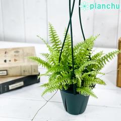 PLANCHU ϗtA ltsX cf[ 4݂蔫 ĕt Nephrolepis exaltata eTeddy Juniorf V_ {Xgt@[ {X