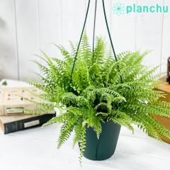 PLANCHU ϗtA ltsX cf[ 6݂蔫 ĕt Nephrolepis exaltata eTeddy Juniorf V_ {Xgt@[ {X