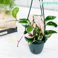 PLANCHU �ϗt�A�� �z�� �J���m�[�T ���b�v�J���[ 4���݂蔫 ��ĕ��������t�� Hoya carnosa �eLip Color�f �K�K�C�� �T�N������ ����