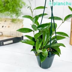 PLANCHU ϗtA z vrJNX Vo[sN 4݂蔫 ĕt Hoya pubicalyx eSilver Pinkf KKC TN 