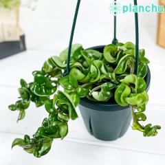 PLANCHU ϗtA z Jm[T RpN^ 4݂蔫 ĕt Hoya carnosa eCompactaf KKC TN 