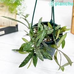 PLANCHU ϗtA z VMeBX 4݂蔫 ĕt Hoya sigillatis KKC TN  Ai