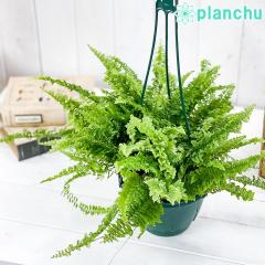 PLANCHU ϗtA ltsX tbtB[btY 5݂蔫 ĕt Nephrolepis eFluffy Rufflesf V_ {Xgt@