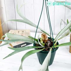 PLANCHU ϗtA rJNV_ B[`[ 6݂蔫 ĕt Platycerium veitchii r[`[ xC`[ veBPE RE