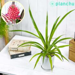 PLANCHU �ϗt�A�� �A�i�i�X �T���S�p�C�� 4���� �󂯎M�t�� ��ĕ��������t�� Ananas cv. �p�C�i�b�v�� �ԃp�C�� �u�������A