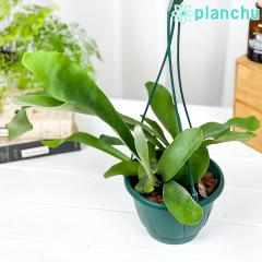 PLANCHU ϗtA rJNV_ lU[Y 5݂蔫 ĕt Platycerium eNetherlandsf lU[h veBPE R