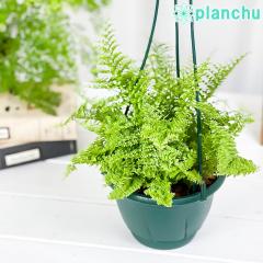 PLANCHU ϗtA ltsX }T 5݂蔫 ĕt Nephrolepis eMarisaf V_ {Xgt@[