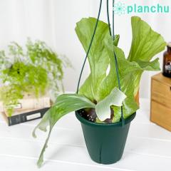 PLANCHU ϗtA rJNV_ Xe}A 6݂蔫 ĕt Platycerium stemaria veBPE RE V_