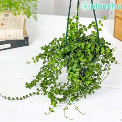 PLANCHU ϗtA fBXLfBA ~In[g 4݂蔫 ĕt Dischidia ruscifolia XLtHA