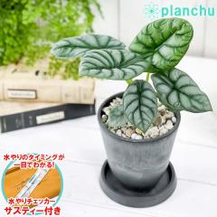 PLANCHU ϗtA AJVA Vo[hS 4 _[NO[ TXeB[t 󂯎Mt ĕt Alocasia eSilver