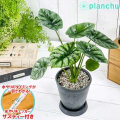 PLANCHU ϗtA AJVA VkA[^ 4 _[NO[ TXeB[t 󂯎Mt ĕt Alocasia sinuata AC